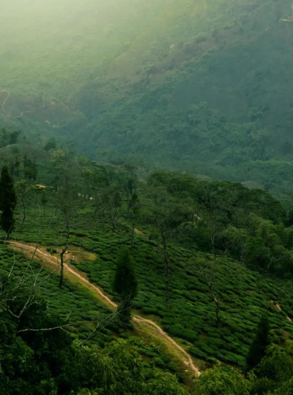 pexels-pkddapacific-103875